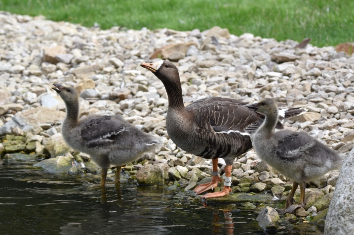 Two white-fronted goslings with the female parent standing by the edge of water